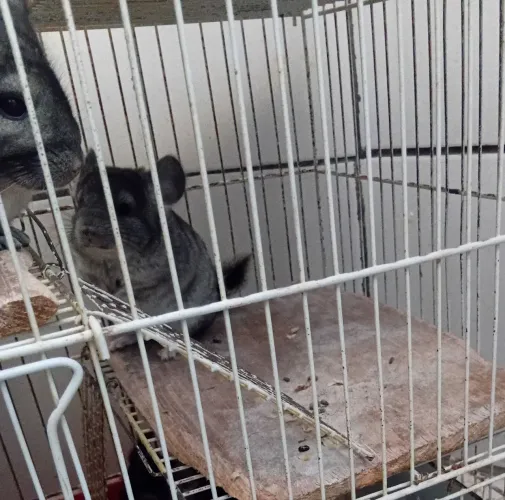 Chinchila