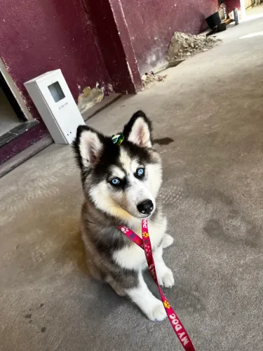 Husky Siberiano