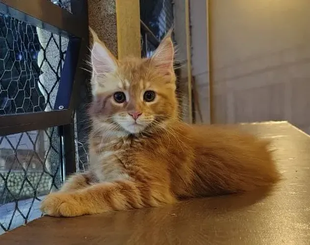 Filhote de Maine Coon / Filhote de gato Maine Coon
