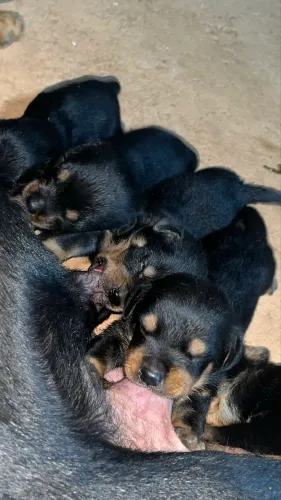 A venda Filhotes de Rotwalley em GUAJARA MIRI