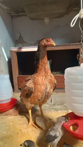 Galinha Caipira