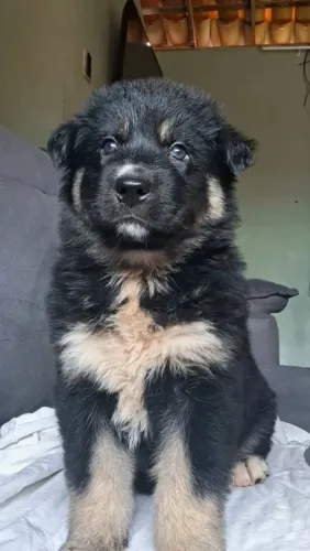 Filhotes Husky Siberiano x Pastor Alemão