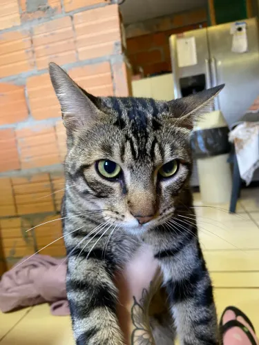 Doação gato