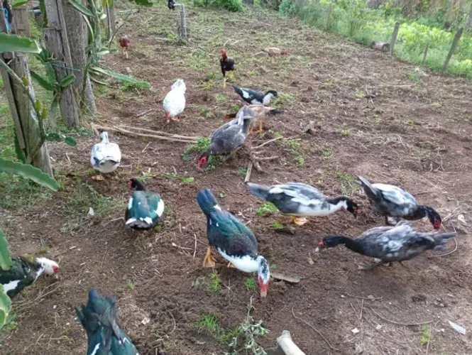 Pato