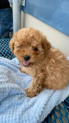 Filhote Poodle Fêmea Esperando uma Família pronta entrega