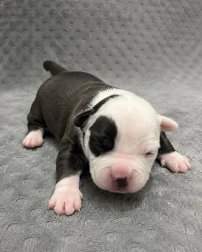 Aceito troca Filhote de american bully
