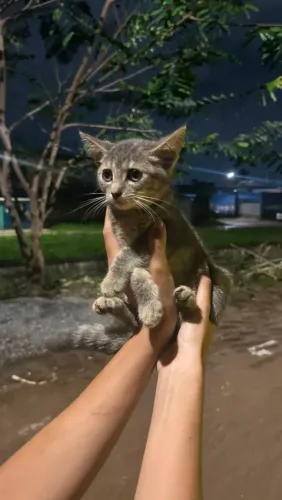 Gata