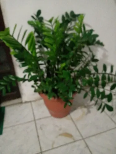 Zamioculca Grande 