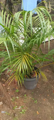 PALMEIRA