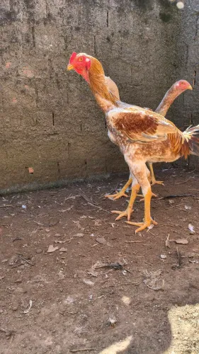 Frango Índio Gigante/ galinha gigante 