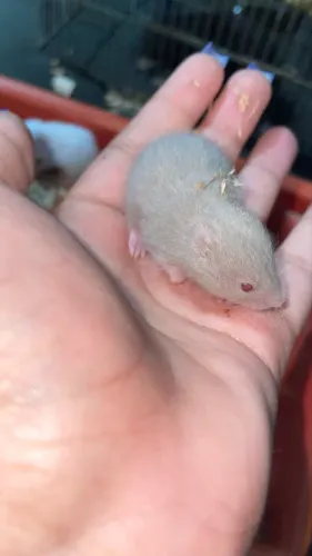Procuro hamster sírio para comprar 