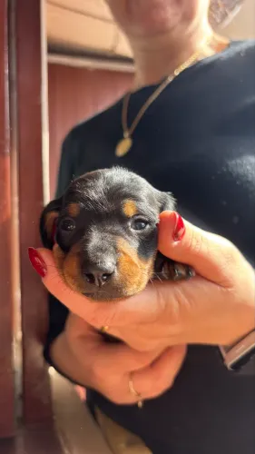 Daschund macho preto & tan