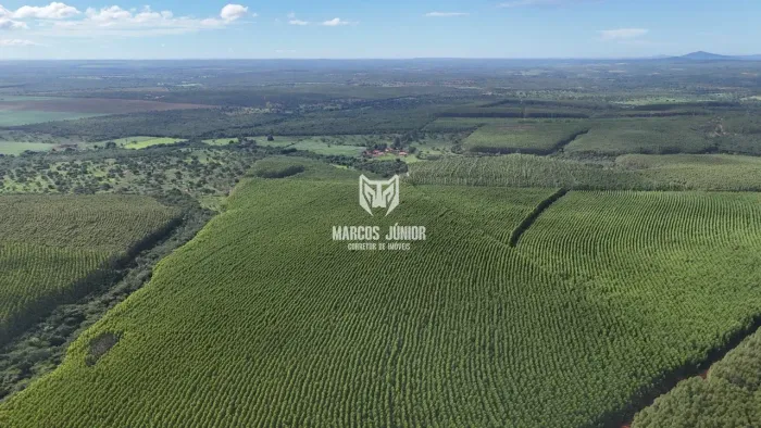 VENDO EXCELENTE FLORESTA DE EUCALIPTO NA REGIÃO CENTRAL DE MINAS COM OTIMA LOGISTICA