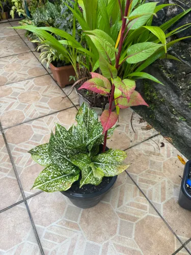 Planta comigo ninguém pode ORIGINAL