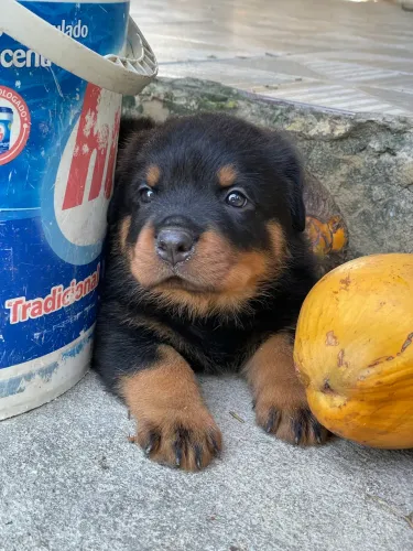 Filhotes rottweiler padrão alemão