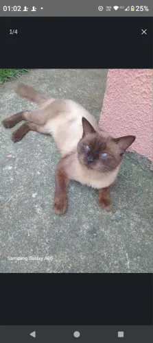 Doa-se lindo gato Siamês, adulto, macho alpha Dominante não castrado para reprodução.