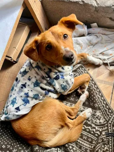 CACHORRO PORTE P ADOÇÃO