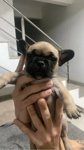 Filhote de buldogue francês macho