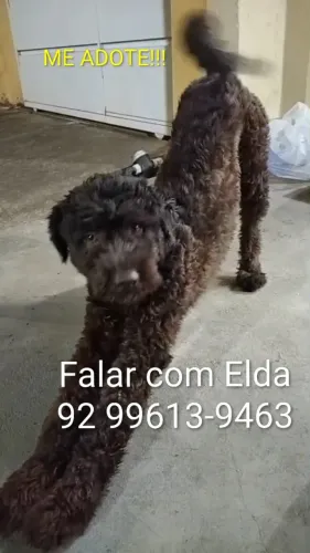 Mestiço de poodle para adoção responsável