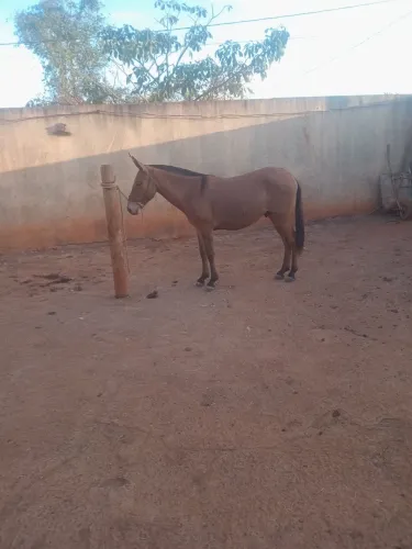 Vende-se um burro