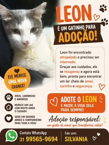 Gato extremamente dócil adoção responsável 7 Lagoas MG 