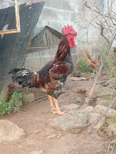Galo caipira