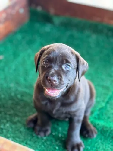 Labrador -Chocolate.
