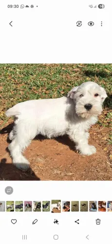 Scnhuazer branco macho