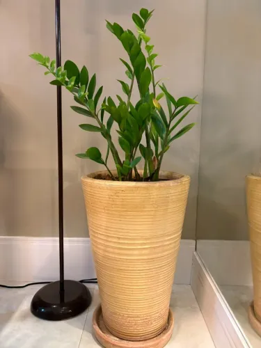Vaso Alto Decorativo Bege com Planta Zamioculca Natural e Prato