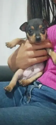 Filhote de pinscher