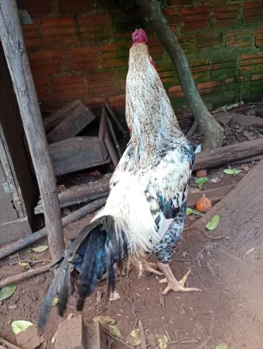 Vendo galo