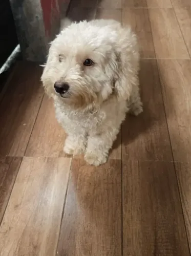 Poddle macho