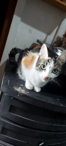 Doa-se Gata