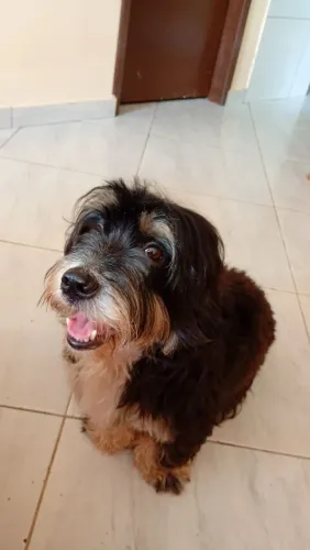 Quer um Companheiro fofinho? Ele é perfeito!
