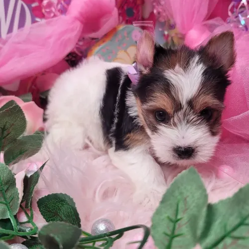 Yorkshire Terrier Biewer/ Apenas um olhar e você se apaixona.