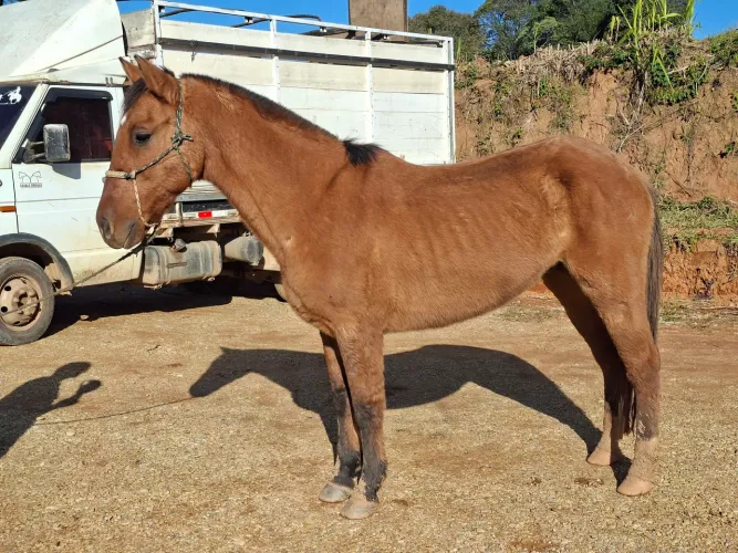 Cavalo graudo castrado 7 anos bem manso 