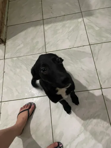 Estou doando 3 cachorros