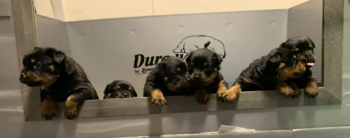 Filhotes de Rottweiler | Uma lindeza por inteiro!