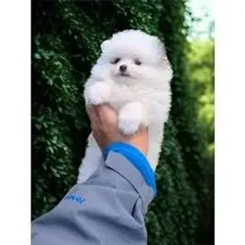 spitz alemão anão