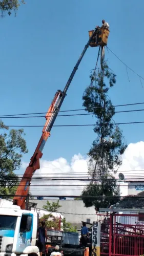 poda de arvore corte de arvore