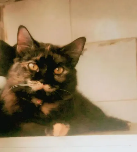 Gatinha Darah castrada (10meses) para adoção