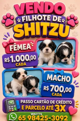 4 Shitzu a Venda
