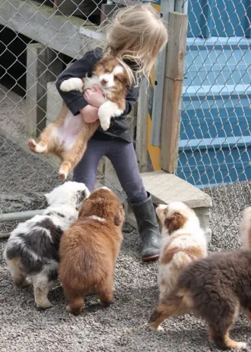 Border Collie Uma Surpresa Que Vai Muito além Da Embalagem 