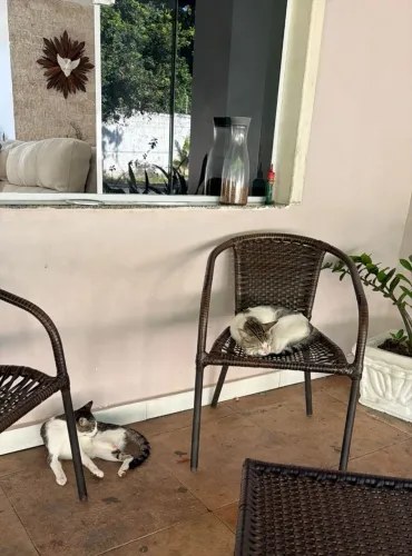 Gatos ? doação