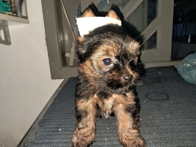 Filhote Yorkshire Terrier, O companheiro ideal para sua família está pronto para ir!