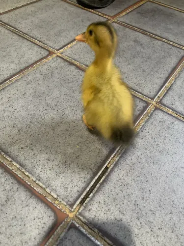 Marreco Pompom 