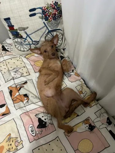 Fêmea para adoção 