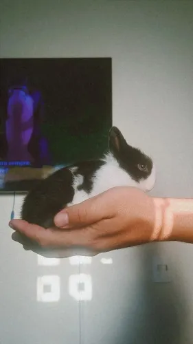 Mini coelho na cor holandês 