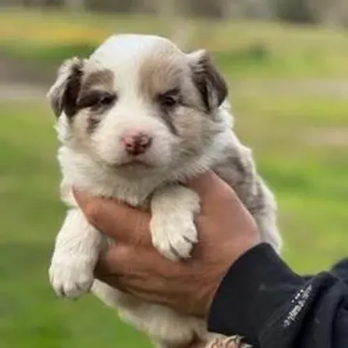 Border Collie,Border Collie Filhote Saudável e Inteligente para Excelente Companhia