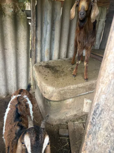 Casal de Cabrito